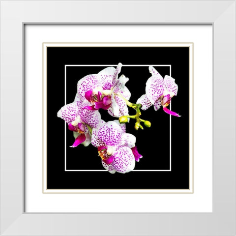 Orchids on Black III White Modern Wood Framed Art Print with Double Matting by Hausenflock, Alan