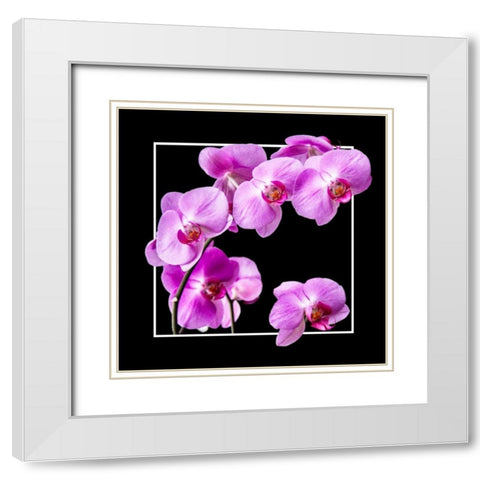 Orchids on Black IV White Modern Wood Framed Art Print with Double Matting by Hausenflock, Alan