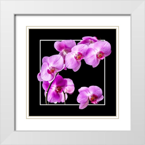 Orchids on Black IV White Modern Wood Framed Art Print with Double Matting by Hausenflock, Alan
