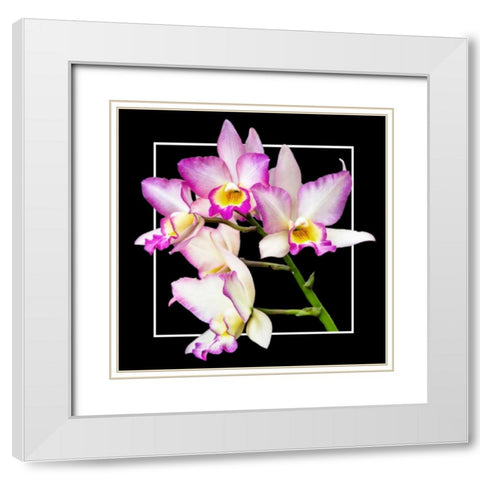 Orchids on Black VI White Modern Wood Framed Art Print with Double Matting by Hausenflock, Alan