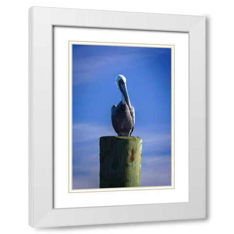 Mr. Pelican I White Modern Wood Framed Art Print with Double Matting by Hausenflock, Alan