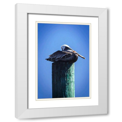 Mr. Pelican II White Modern Wood Framed Art Print with Double Matting by Hausenflock, Alan