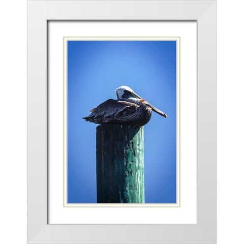 Mr. Pelican II White Modern Wood Framed Art Print with Double Matting by Hausenflock, Alan