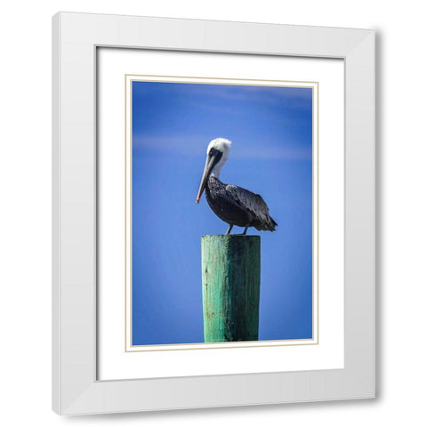 Mr. Pelican III White Modern Wood Framed Art Print with Double Matting by Hausenflock, Alan