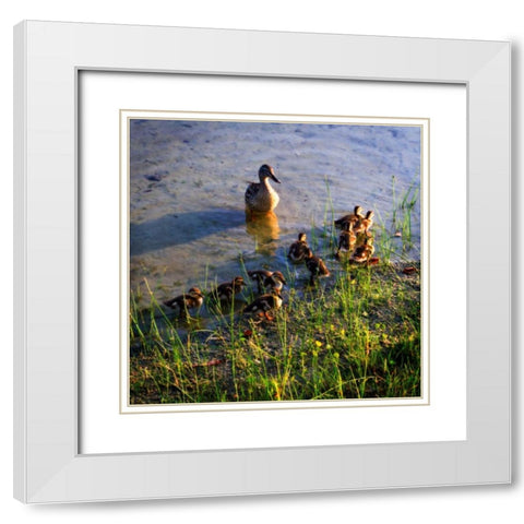 Mother Duck And Family I White Modern Wood Framed Art Print with Double Matting by Hausenflock, Alan