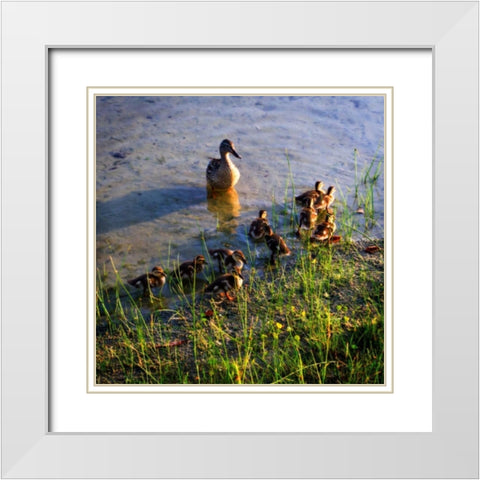 Mother Duck And Family I White Modern Wood Framed Art Print with Double Matting by Hausenflock, Alan