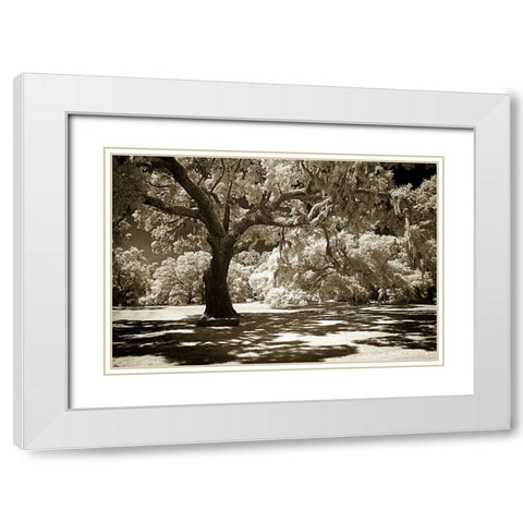 Ancient Sentinel White Modern Wood Framed Art Print with Double Matting by Hausenflock, Alan