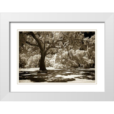 Ancient Sentinel White Modern Wood Framed Art Print with Double Matting by Hausenflock, Alan