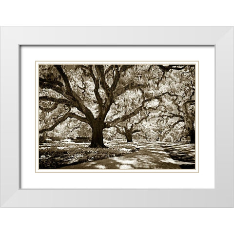 Plantation Walk I White Modern Wood Framed Art Print with Double Matting by Hausenflock, Alan
