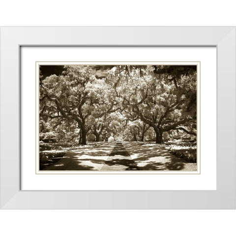 Plantation Walk II White Modern Wood Framed Art Print with Double Matting by Hausenflock, Alan
