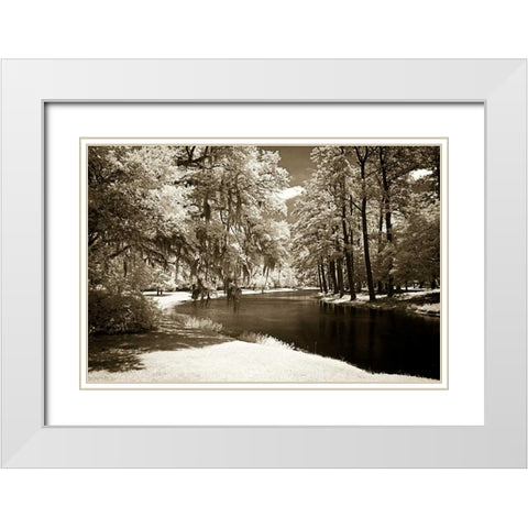 Pines Along The Stream White Modern Wood Framed Art Print with Double Matting by Hausenflock, Alan