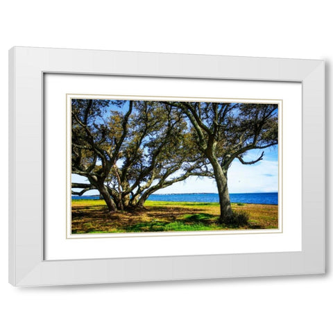 Live Oaks By The Bay I White Modern Wood Framed Art Print with Double Matting by Hausenflock, Alan