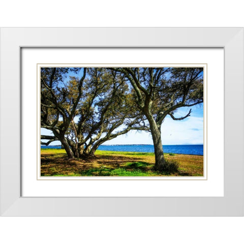 Live Oaks By The Bay I White Modern Wood Framed Art Print with Double Matting by Hausenflock, Alan