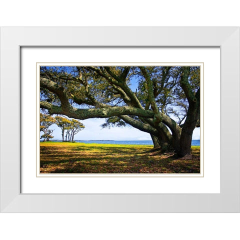 Live Oaks By The Bay II White Modern Wood Framed Art Print with Double Matting by Hausenflock, Alan