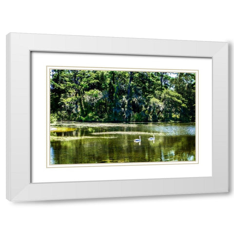 Swans I White Modern Wood Framed Art Print with Double Matting by Hausenflock, Alan