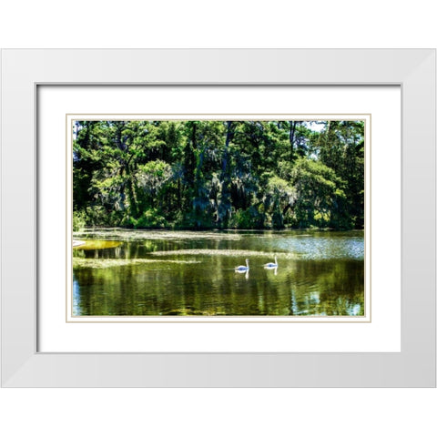 Swans I White Modern Wood Framed Art Print with Double Matting by Hausenflock, Alan