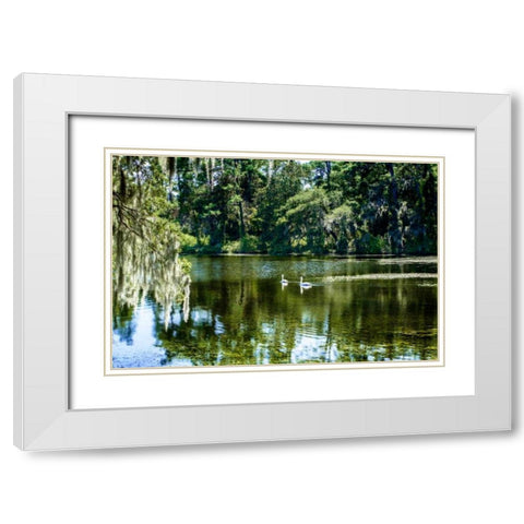 Swans II White Modern Wood Framed Art Print with Double Matting by Hausenflock, Alan