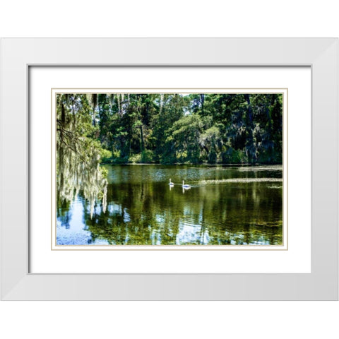 Swans II White Modern Wood Framed Art Print with Double Matting by Hausenflock, Alan