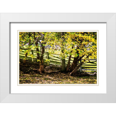 Lambs I White Modern Wood Framed Art Print with Double Matting by Hausenflock, Alan