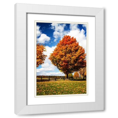 Trees of Gold I White Modern Wood Framed Art Print with Double Matting by Hausenflock, Alan