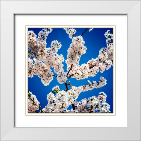 Springs Herald I White Modern Wood Framed Art Print with Double Matting by Hausenflock, Alan