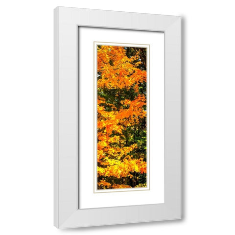 Autumn Maple II White Modern Wood Framed Art Print with Double Matting by Hausenflock, Alan