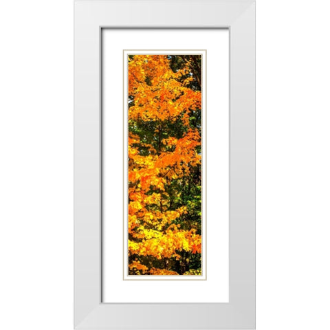 Autumn Maple II White Modern Wood Framed Art Print with Double Matting by Hausenflock, Alan