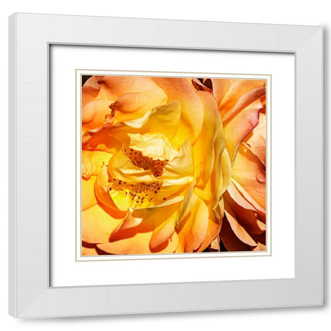 Yellow Fire Rose I White Modern Wood Framed Art Print with Double Matting by Hausenflock, Alan