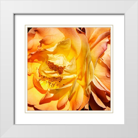 Yellow Fire Rose I White Modern Wood Framed Art Print with Double Matting by Hausenflock, Alan
