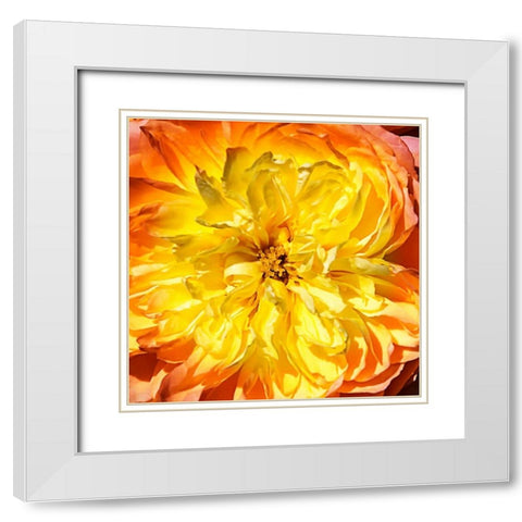Yellow Fire Rose II White Modern Wood Framed Art Print with Double Matting by Hausenflock, Alan