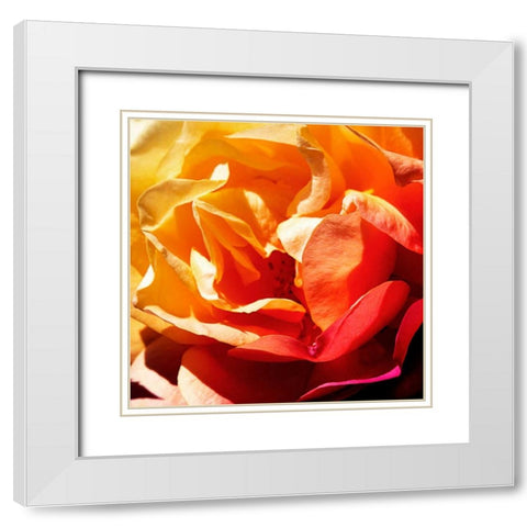 Bicolored Angel I White Modern Wood Framed Art Print with Double Matting by Hausenflock, Alan