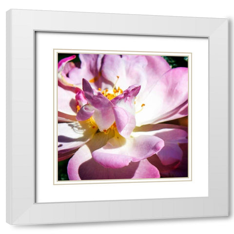 Pink Lady II White Modern Wood Framed Art Print with Double Matting by Hausenflock, Alan