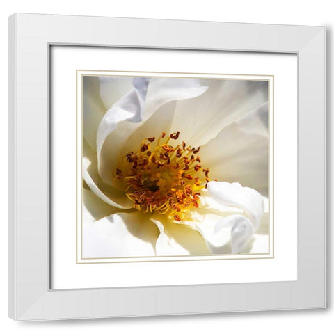 Whipped Cream Rose White Modern Wood Framed Art Print with Double Matting by Hausenflock, Alan