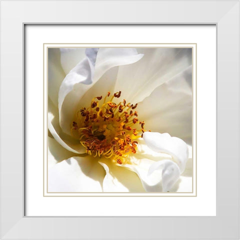 Whipped Cream Rose White Modern Wood Framed Art Print with Double Matting by Hausenflock, Alan