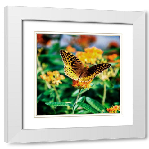 Resting Butterfly I White Modern Wood Framed Art Print with Double Matting by Hausenflock, Alan