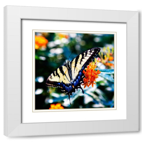 Resting Butterfly II White Modern Wood Framed Art Print with Double Matting by Hausenflock, Alan