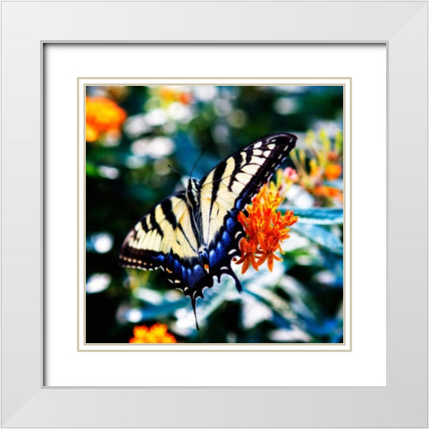 Resting Butterfly II White Modern Wood Framed Art Print with Double Matting by Hausenflock, Alan