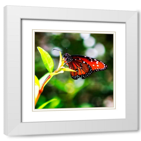 Resting Butterfly IV White Modern Wood Framed Art Print with Double Matting by Hausenflock, Alan