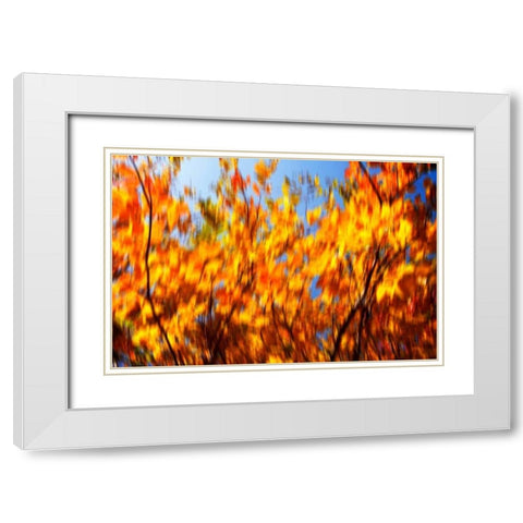 Autumn Impressions V White Modern Wood Framed Art Print with Double Matting by Hausenflock, Alan