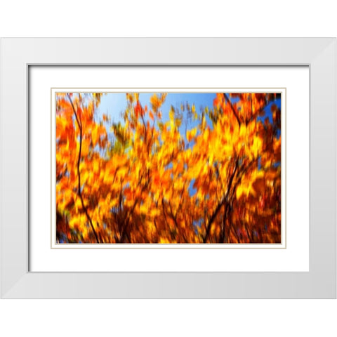 Autumn Impressions V White Modern Wood Framed Art Print with Double Matting by Hausenflock, Alan