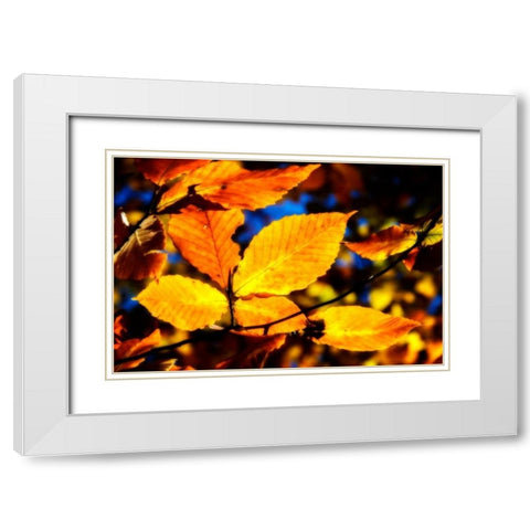 Autumn Impressions IX White Modern Wood Framed Art Print with Double Matting by Hausenflock, Alan