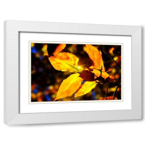 Autumn Impressions X White Modern Wood Framed Art Print with Double Matting by Hausenflock, Alan