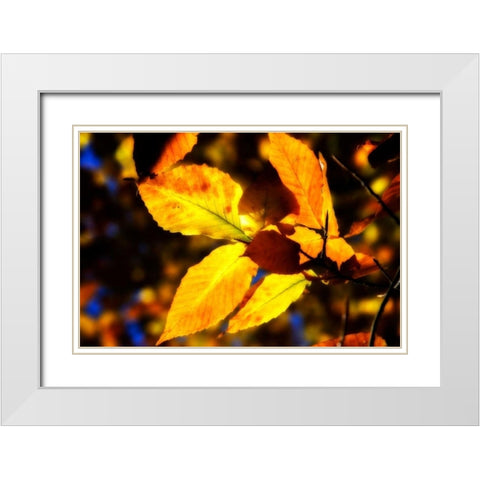 Autumn Impressions X White Modern Wood Framed Art Print with Double Matting by Hausenflock, Alan