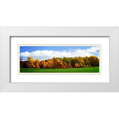 Trees of Gold White Modern Wood Framed Art Print with Double Matting by Hausenflock, Alan