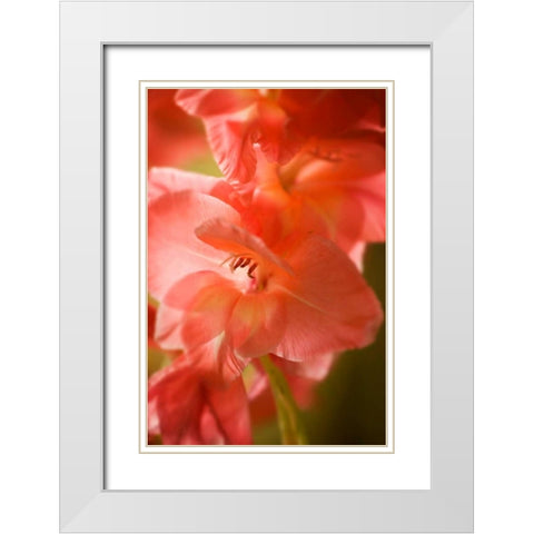 Bella Rosa I White Modern Wood Framed Art Print with Double Matting by Hausenflock, Alan