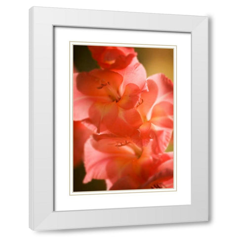 Bella Rosa II White Modern Wood Framed Art Print with Double Matting by Hausenflock, Alan