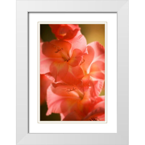 Bella Rosa II White Modern Wood Framed Art Print with Double Matting by Hausenflock, Alan