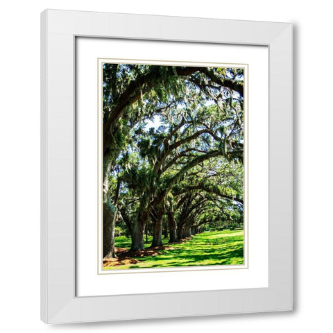 Avenue of Oaks I White Modern Wood Framed Art Print with Double Matting by Hausenflock, Alan