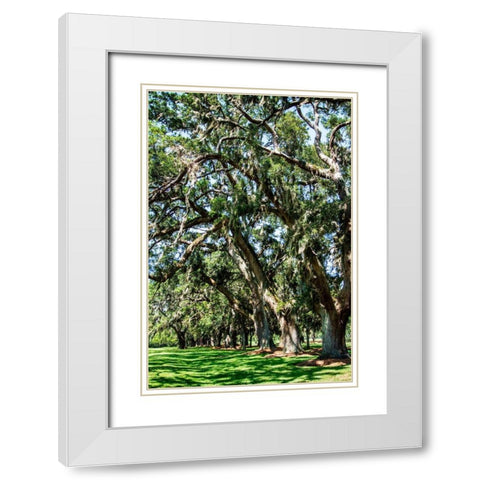 Avenue of Oaks II White Modern Wood Framed Art Print with Double Matting by Hausenflock, Alan