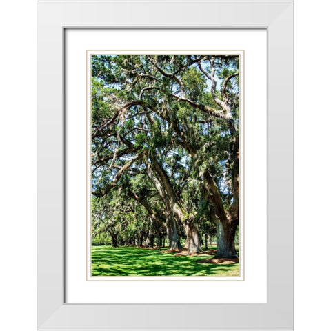 Avenue of Oaks II White Modern Wood Framed Art Print with Double Matting by Hausenflock, Alan